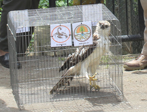 BBKSDA and Scorpion Rescue an Injured Eagle in Medan (May 10, 2017)